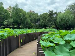 -陈家山荷花公园