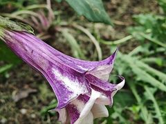 -广西壮族自治区药用植物园