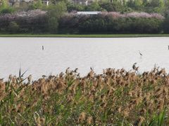 -华侨城湿地公园