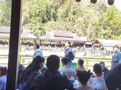 -野象谷景区