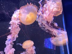 -成都浩海立方海洋公园