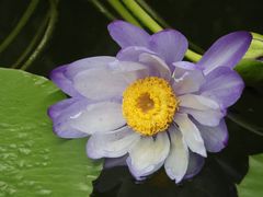 -国家植物园