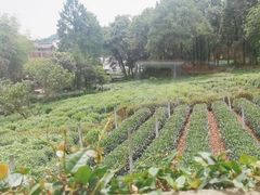 -野蔓果·山野菜(西湖景区·龙井茶田店)