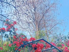 -深圳国际园林花卉博览园