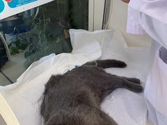 -邢大夫动物医院