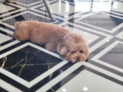 -爱宠屋pet shop·宠物洗澡·宠物美容
