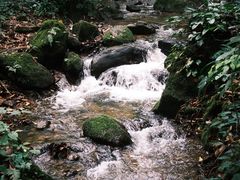 -莫里热带雨林景区