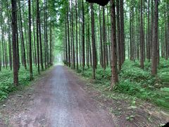 -黄海国家森林公园