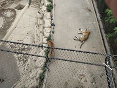 -大连森林动物园