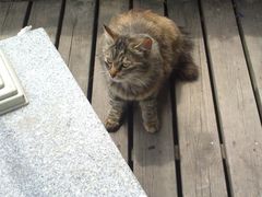 -棒约翰比萨·意面(张江店)