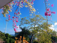 -深圳仙湖植物园