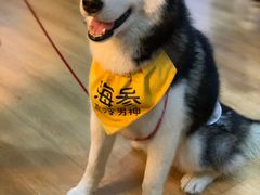 -Husky Go! 哈士奇体验馆·宠物咖啡厅狗咖