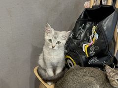 -楼上猫咖(罗湖店)