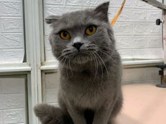 -pd派德宠物中心医院24H急重症·眼科中心·血液透析中心(嵩山北路店)