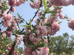 -大兴滨河森林公园