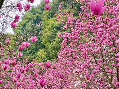-龙头寺公园