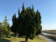 -盐城丹顶鹤湿地生态旅游区