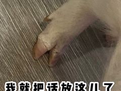 -浣熊柯尔鸭土拨鼠·电玩咖