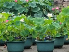 -国家植物园南园