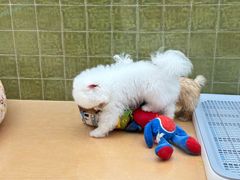 -帕帕拉兹宠物(亚洲旗舰店)