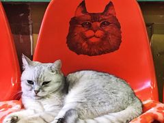 -猫咪博物馆(顶澳仔猫街店)