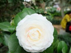 -金花茶公园
