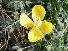 -逍遥老杨家胡辣汤(纱厂北路店)