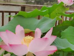 景观位-龙吟九品(青龙山庄店)