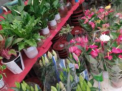 -白佛花鸟鱼虫批发市场小型宠物交易(东区)