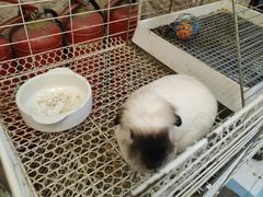 -吉丁鸟咖·异宠·寄养
