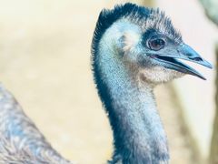 -清迈夜间动物园