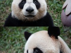 -广州长隆野生动物世界