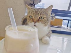 -喵园·猫主题咖啡厅·撸猫·猫咖(国贸店)
