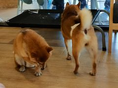 -南京Hallo宠物乐园·哈罗犬舍·柴犬繁育基地