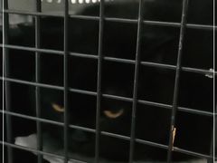 -北京赛佳动物医院