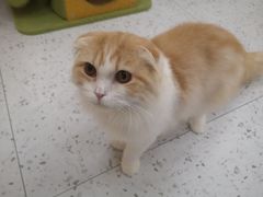 -喵园·猫主题咖啡厅·撸猫·猫咖(国贸店)