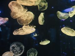 -顺德南宏海立方海洋公园