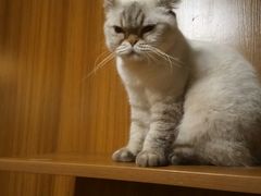 -喵园·猫主题咖啡厅·撸猫·猫咖(国贸店)