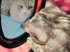 -萌兽医馆·犬猫专科·眼科中心·宠物医院(朝阳门分院)