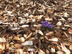 -国家植物园南园