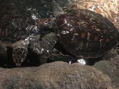 -绍兴梦享海洋公园