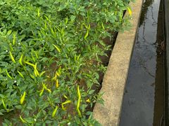 -上海置地广场(南京东路店)