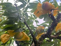 -南汇水蜜桃采摘(大团店)