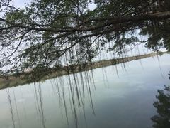 -大湾区中央湿地公园