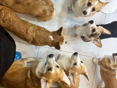 -南京宠物基地·宠物狗宠物猫售卖(南京店)