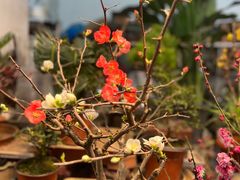 -双季花艺园艺市场(浦东店)