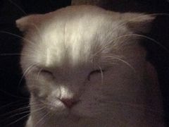 -喵园·猫主题咖啡厅·撸猫·猫咖(国贸店)