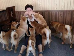 -柴源莊·柴小宠柴犬咖啡