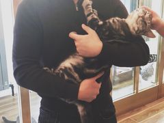 -猫大福·Fortune Cat猫舍(百子湾店)
