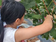 -马陆小张葡萄园农家乐